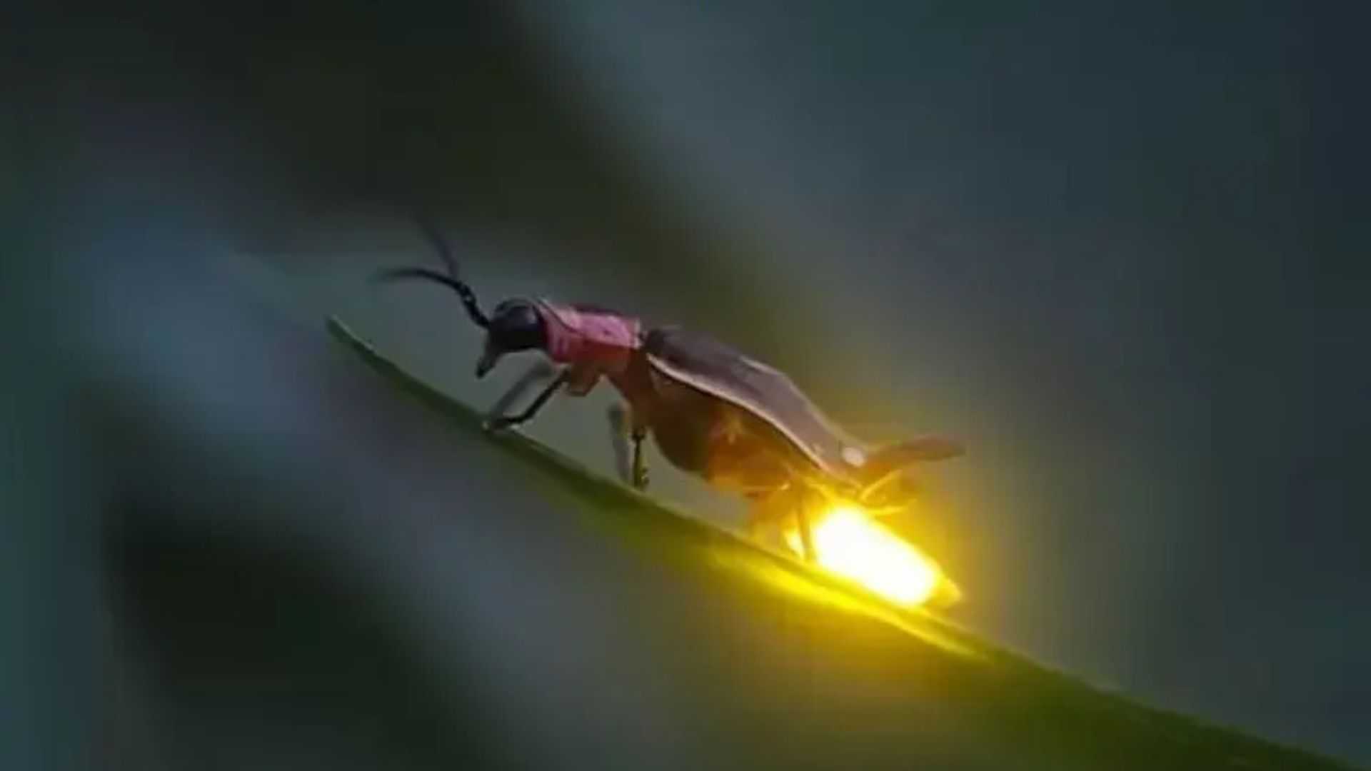 Mengapa Kunang-Kunang Kian Jarang Terlihat, Ini Penyebabnya